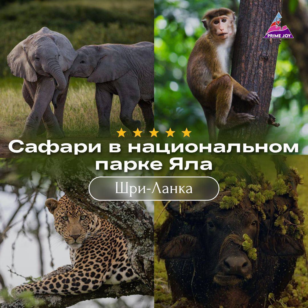 Сафари в национальном парке Яла